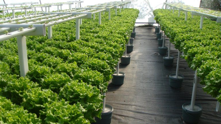 Lợi ích và cách thiết kế vườn rau xanh trên sân thượng