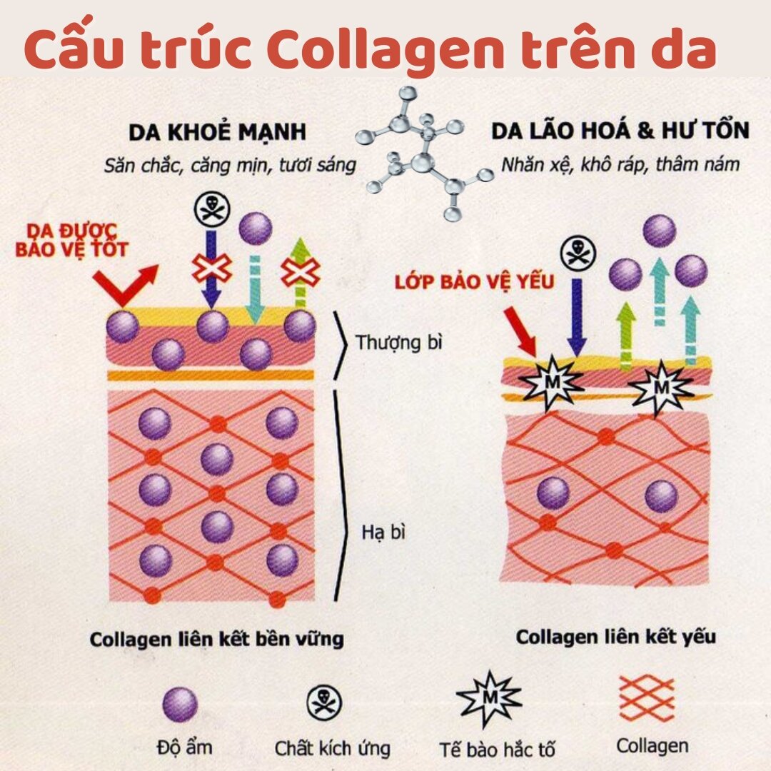 Collagen giúp duy trì cho làn da sự trẻ trung