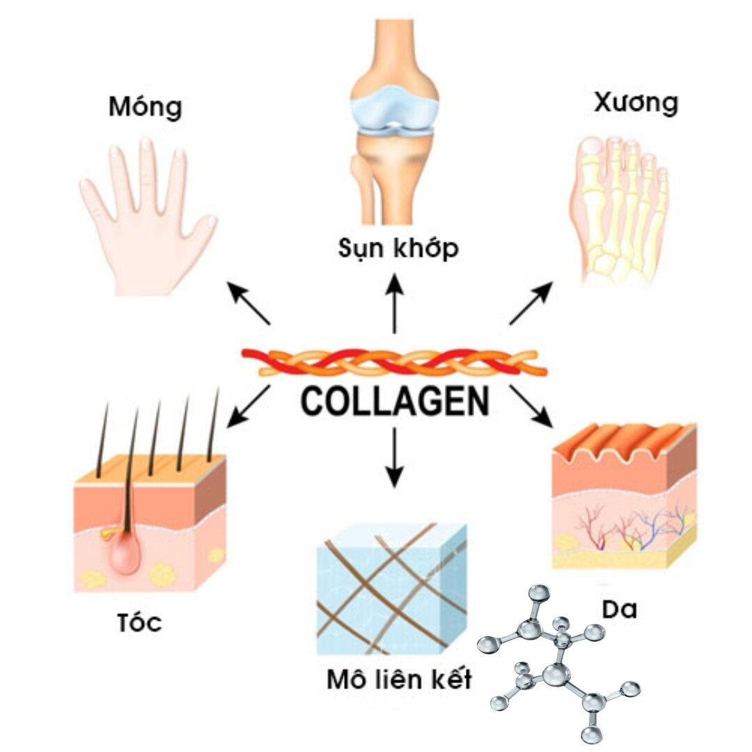Vai trò của collagen đối với cơ thể