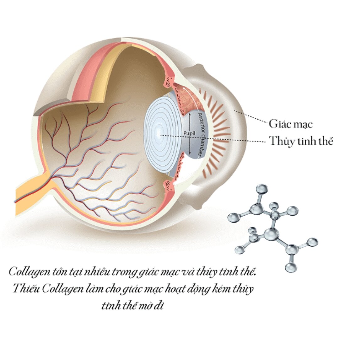Collagen tồn tại nhiều trong giác mạc và thuỷ tinh thể của mắt