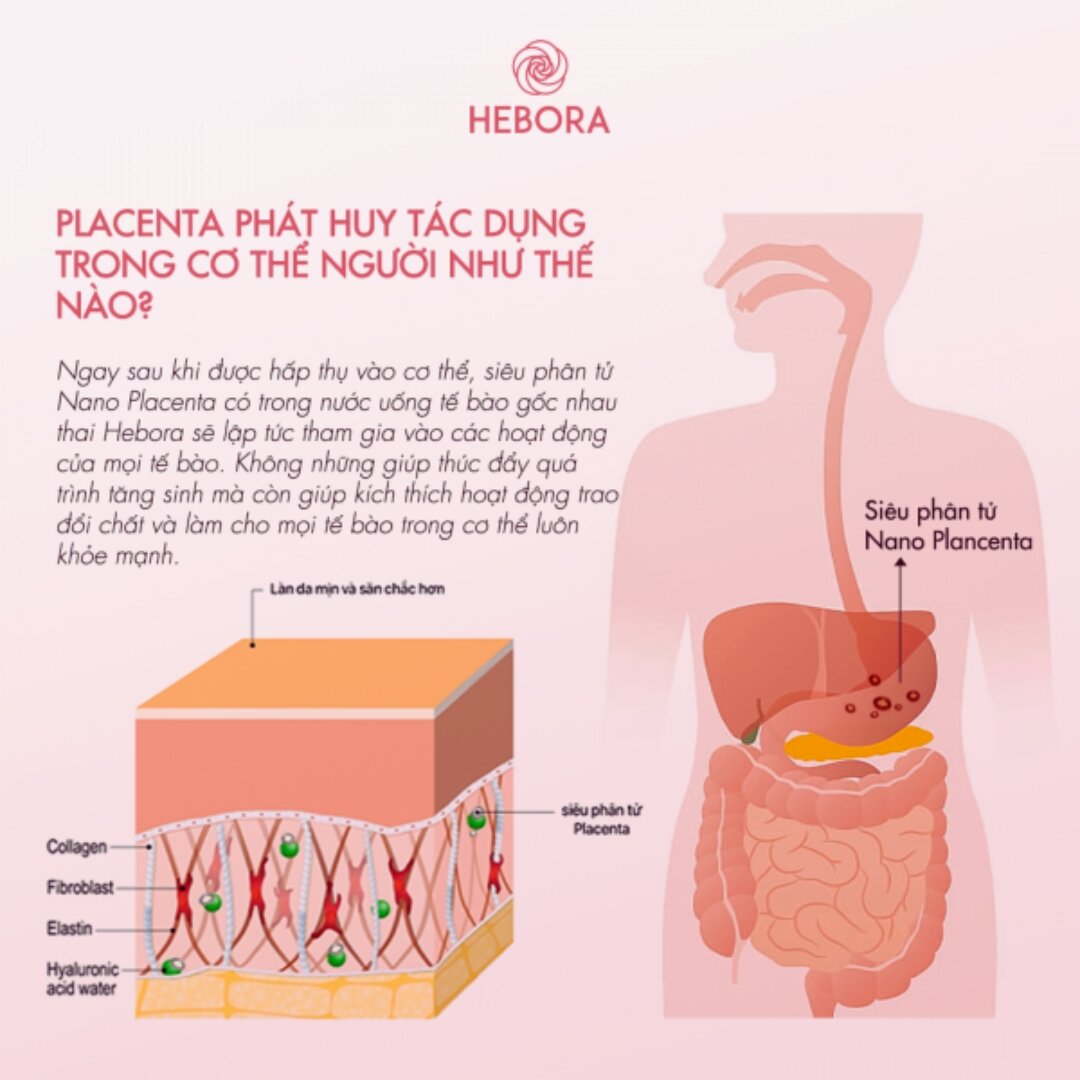 Công dụng nước uống tế bào gốc Hebora Placenta 500ml