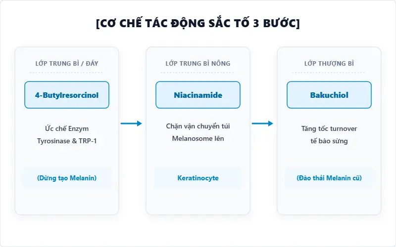 CƠ CHẾ TÁC ĐỘNG SẮC TỐ 3 BƯỚC