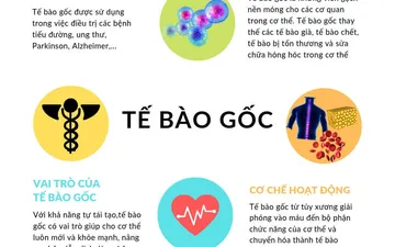 Tế bào gốc có tác dụng gì đối với việc chăm sóc tái tạo da ?