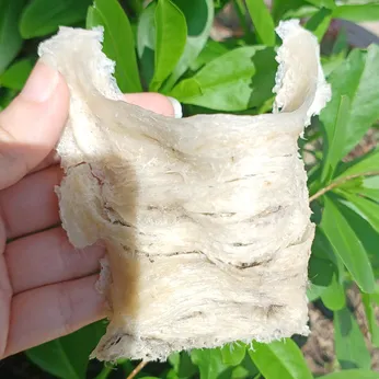 Tổ Yến Thô Hiền Hoàng Già Gân