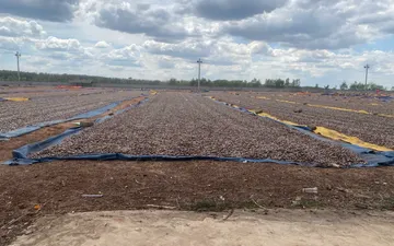 Bạt Phơi Nông Sản - Giải Pháp Tối Ưu Cho Chất Lượng Nông Sản