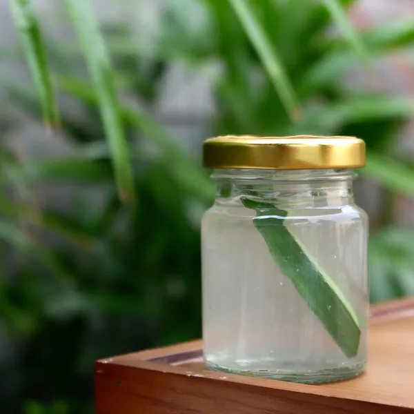 Yến chưng tươi lá dứa