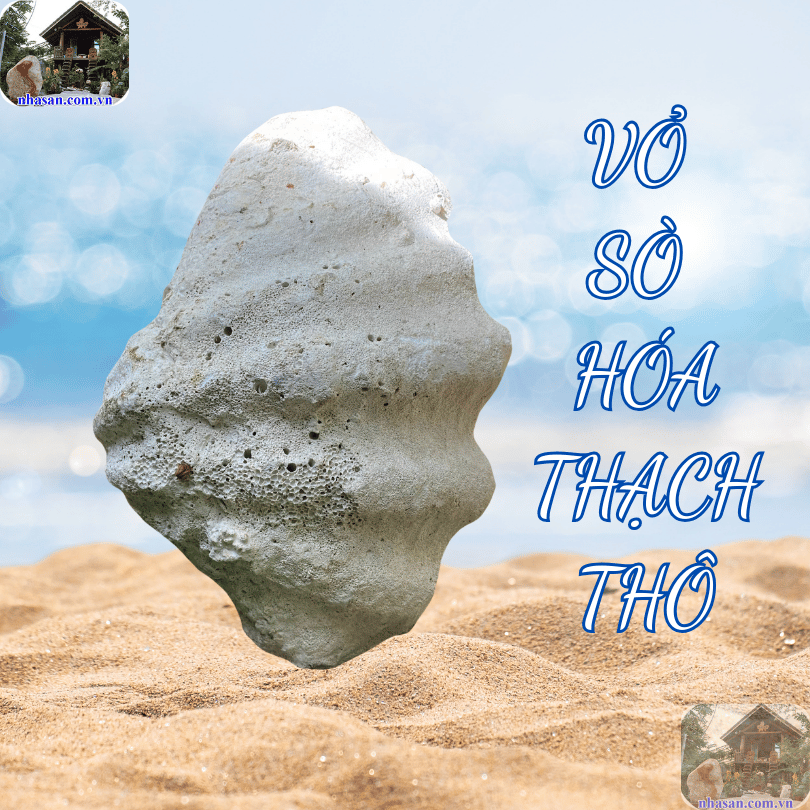 Sò tai tượng là vật phẩm trang trí và phong thủy được ưa chuộng Sò tai tượng là vật phẩm trang trí và phong thủy được ưa chuộng