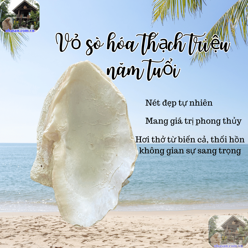 Các yếu tố ảnh hưởng đến giá vỏ sò tai tượng trên thị trường Các yếu tố ảnh hưởng đến giá vỏ sò tai tượng trên thị trường