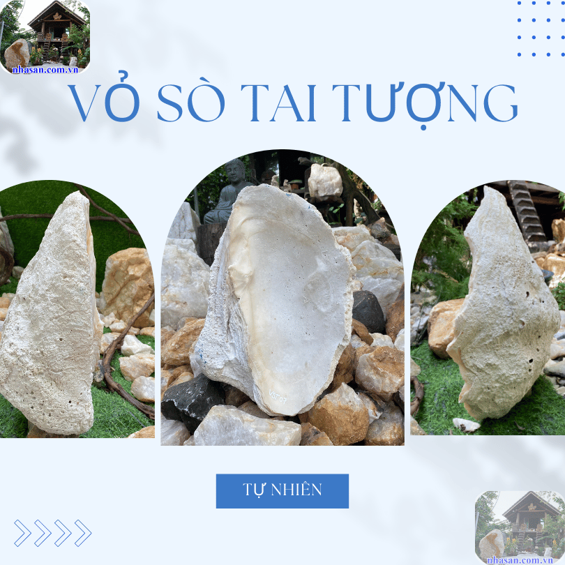 Vỏ sò tai tượng là một loại vỏ sò biển có từ hàng trăm, hàng triệu năm về trước Vỏ sò tai tượng là một loại vỏ sò biển có từ hàng trăm, hàng triệu năm về trước
