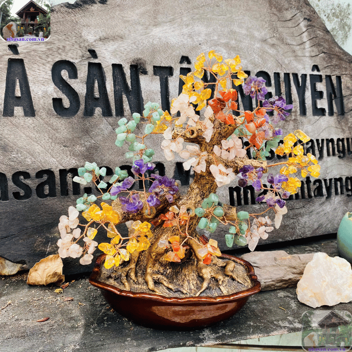 Cây đá ngũ sắc hợp với mọi mệnh trong ngũ hành Cây đá ngũ sắc hợp với mọi mệnh trong ngũ hành