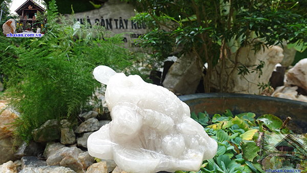 Lựa chọn đơn vị cung cấp cóc ngậm tiền uy tín Lựa chọn đơn vị cung cấp cóc ngậm tiền uy tín