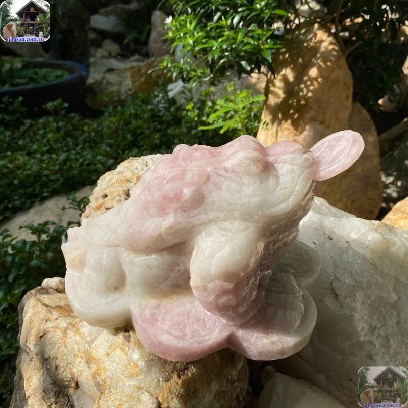 Ông Cóc luôn ở bên trái bàn thờ (nhìn từ ngoài vào), Tỳ Hưu ở bên phải. Ông Cóc luôn ở bên trái bàn thờ (nhìn từ ngoài vào), Tỳ Hưu ở bên phải.