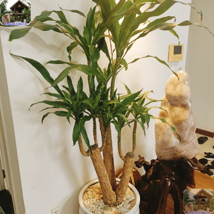 Cây xanh và hoa tươi là yếu tố phong thủy giúp tăng cường dương khí Cây xanh và hoa tươi là yếu tố phong thủy giúp tăng cường dương khí