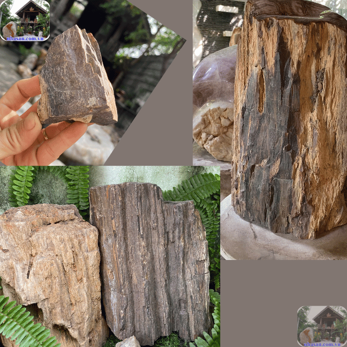 Cây hóa thạch là một trong những vật phẩm mang vẻ đẹp mộc mạc, cổ kính Cây hóa thạch là một trong những vật phẩm mang vẻ đẹp mộc mạc, cổ kính