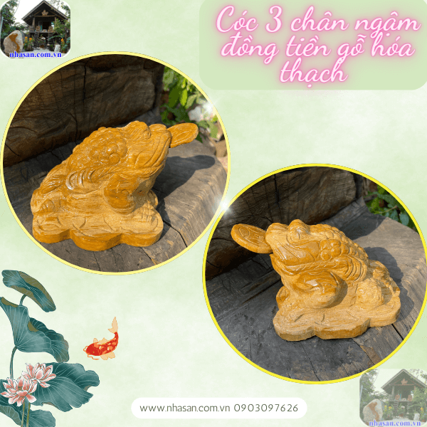 Cóc thiềm thừ ngậm đồng tiền gỗ hóa thạch được ví như "vị thần tài lộc" Cóc thiềm thừ ngậm đồng tiền gỗ hóa thạch được ví như "vị thần tài lộc"