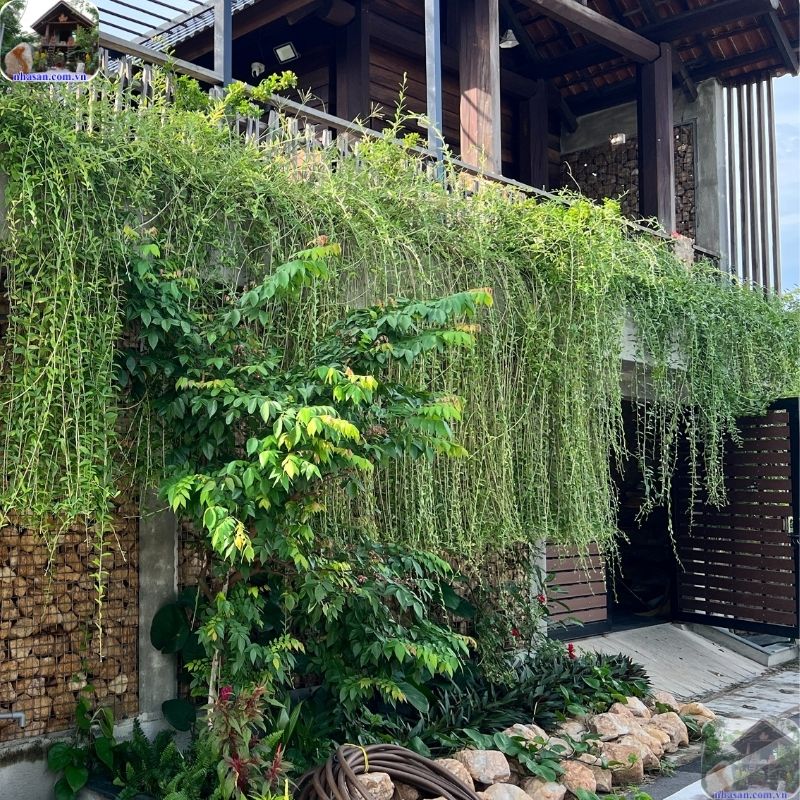 Câu nói “đá đặt trước cửa gia đạo tự nhiên vượng” đã được lưu truyền rộng rãi trong phong thủy dân gian Câu nói “đá đặt trước cửa gia đạo tự nhiên vượng” đã được lưu truyền rộng rãi trong phong thủy dân gian