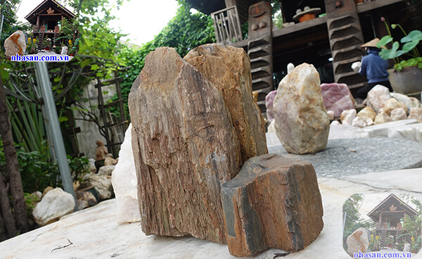 Gỗ hóa thạch còn giúp làm sạch nước và các tạp chất Gỗ hóa thạch còn giúp làm sạch nước và các tạp chất