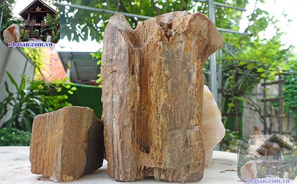 Đá gỗ hóa thạch trong thủy sinh rất đa dạng Đá gỗ hóa thạch trong thủy sinh rất đa dạng