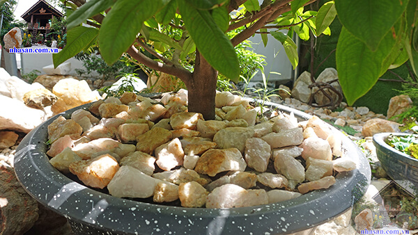 Đá thạch anh vụn rải chậu cây giúp nâng cao sinh khí Đá thạch anh vụn rải chậu cây giúp nâng cao sinh khí