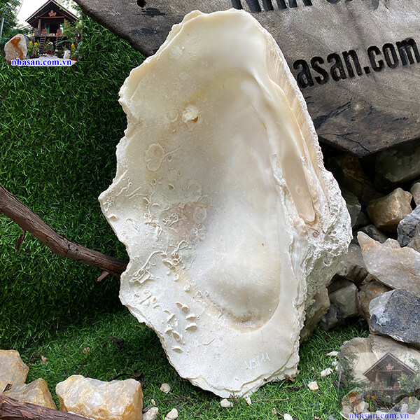 Vỏ sò tai tượng tại Nhà Sàn Tây Nguyên Vỏ sò tai tượng tại Nhà Sàn Tây Nguyên