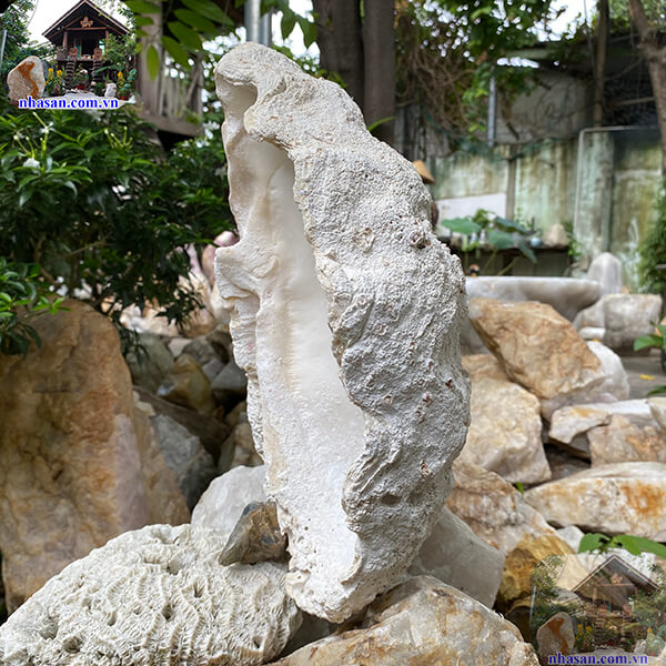Vỏ sò tai tượng thô Vỏ sò tai tượng thô