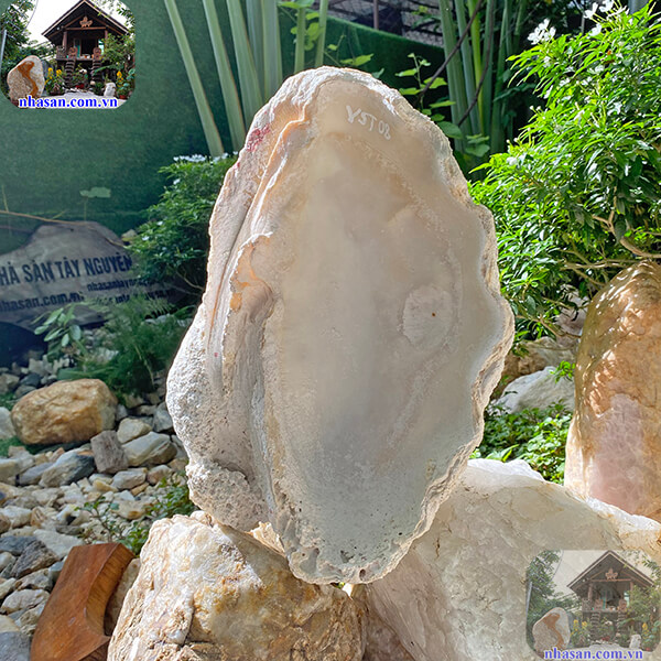 Vỏ sò tai tượng có tuổi đời từ hàng nghìn đến hàng triệu năm Vỏ sò tai tượng có tuổi đời từ hàng nghìn đến hàng triệu năm