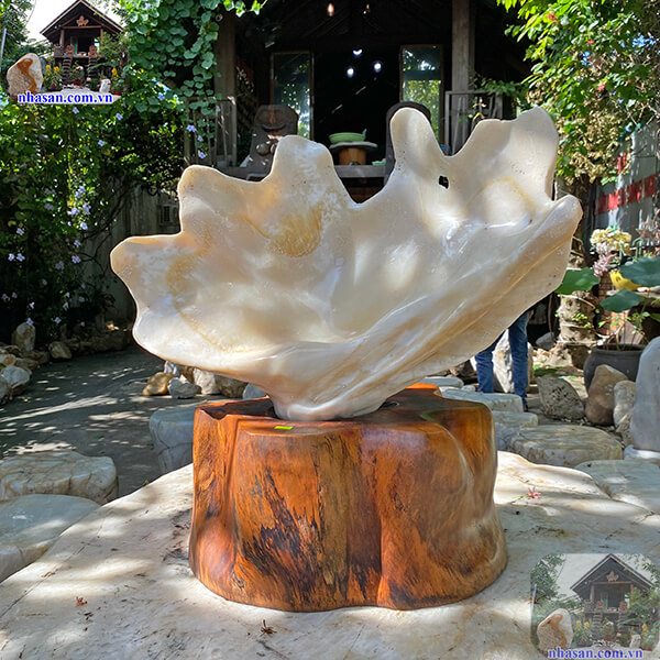 Vỏ sò tai tượng được đánh bóng tự nhiên Vỏ sò tai tượng được đánh bóng tự nhiên