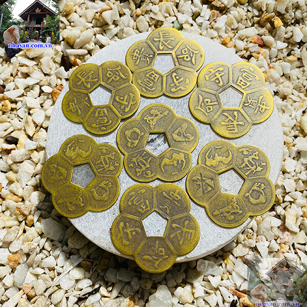 Nhà Sàn Tây Nguyên chuyên cung cấp đồng tiền hoa mai Nhà Sàn Tây Nguyên chuyên cung cấp đồng tiền hoa mai