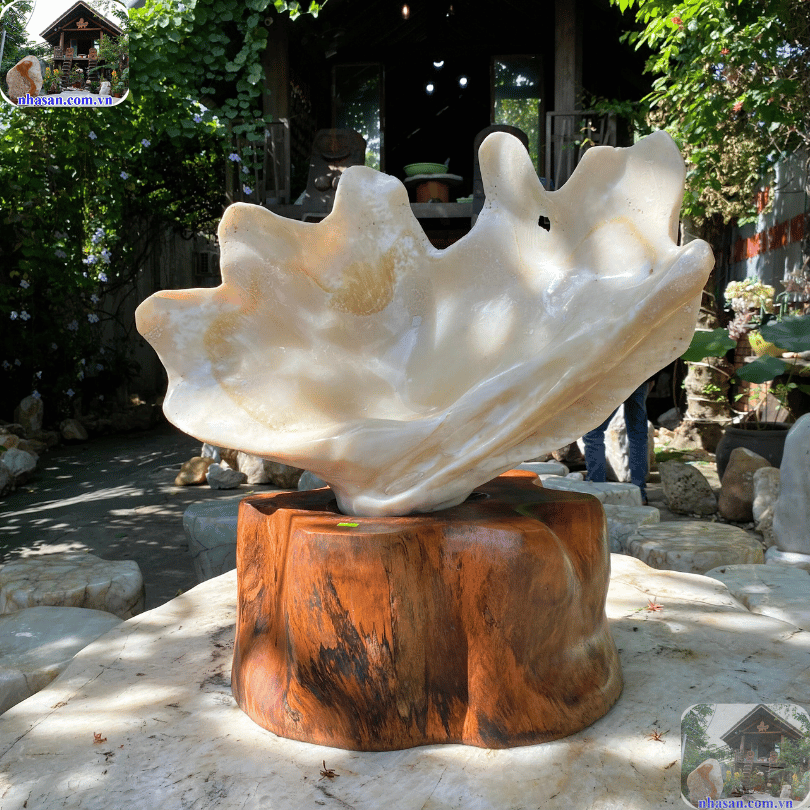 Sò hóa thạch đem lại nhiều giá trị phong thủy độc đáo Sò hóa thạch đem lại nhiều giá trị phong thủy độc đáo