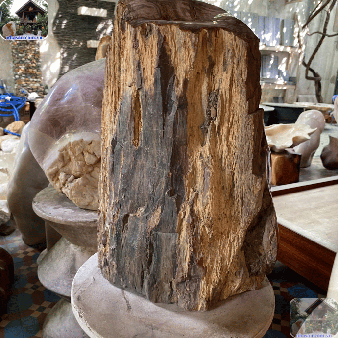 Gỗ hoá thạch là loại đá quý được hình thành từ gỗ cây bị vùi lấp dưới lòng đất hàng triệu năm Gỗ hoá thạch là loại đá quý được hình thành từ gỗ cây bị vùi lấp dưới lòng đất hàng triệu năm