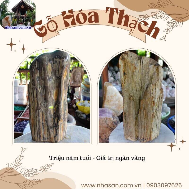 Gỗ hóa thạch là một trong các “thượng phẩm” có giá trị cao Gỗ hóa thạch là một trong các “thượng phẩm” có giá trị cao