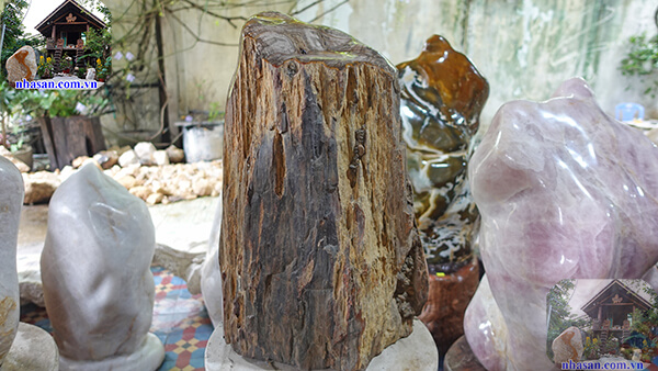 Gỗ hóa thạch có độ cứng cao Gỗ hóa thạch có độ cứng cao