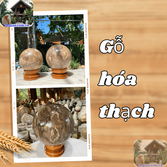 Gỗ hóa thạch trải qua quá trình bị phong hóa hàng triệu năm  Gỗ hóa thạch trải qua quá trình bị phong hóa hàng triệu năm