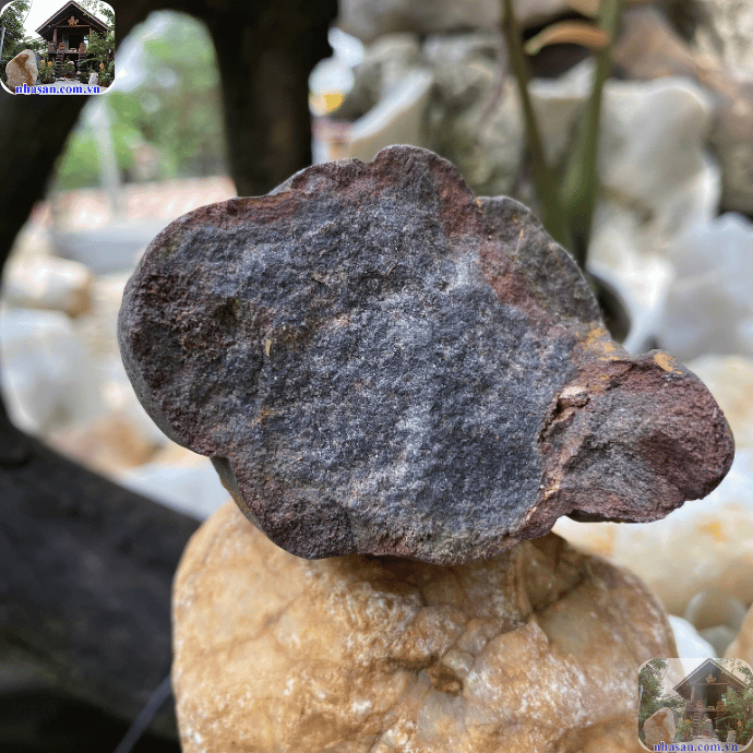 Gỗ hóa thạch màu đen rất cứng, khó trầy xước Gỗ hóa thạch màu đen rất cứng, khó trầy xước