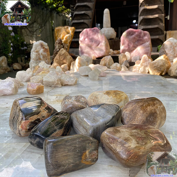 Gỗ hóa thạch được hình thành từ hàng triệu năm Gỗ hóa thạch được hình thành từ hàng triệu năm