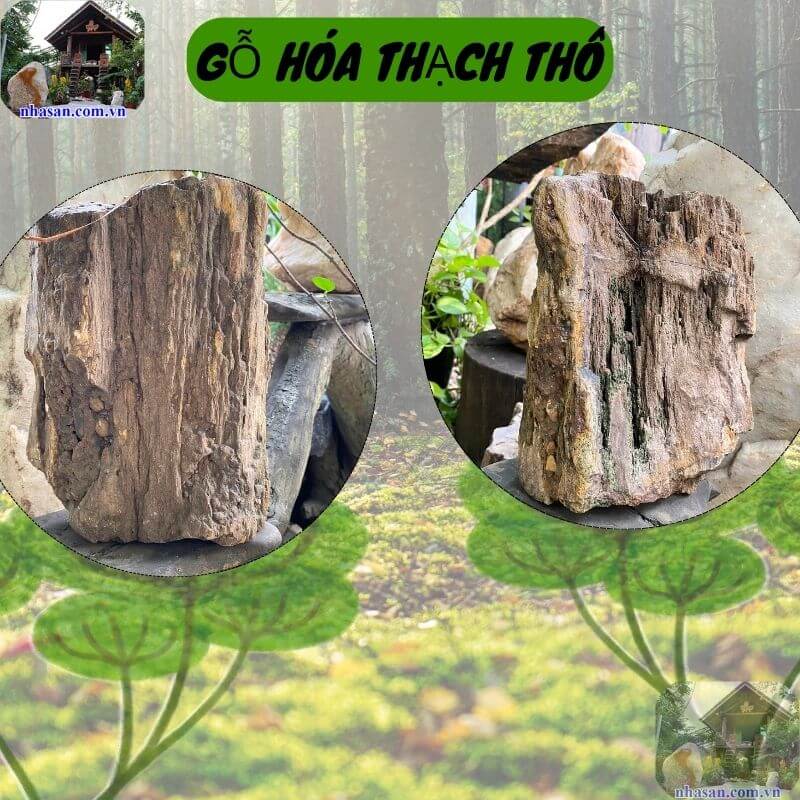 Gỗ hóa thạch là một loại đá được hình thành từ gỗ hóa đá Gỗ hóa thạch là một loại đá được hình thành từ gỗ hóa đá