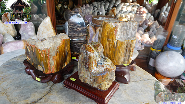 Trụ gỗ hóa thạch được sử dụng trưng bày rộng rãi Trụ gỗ hóa thạch được sử dụng trưng bày rộng rãi