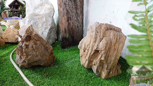 Gỗ hóa thạch có tuổi đời bao nhiêu năm? Gỗ hóa thạch có tuổi đời bao nhiêu năm?