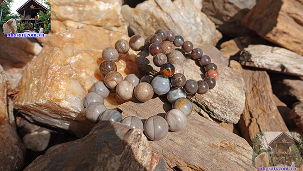 Gỗ hóa thạch được nhận định là mang năng lượng Gỗ hóa thạch được nhận định là mang năng lượng