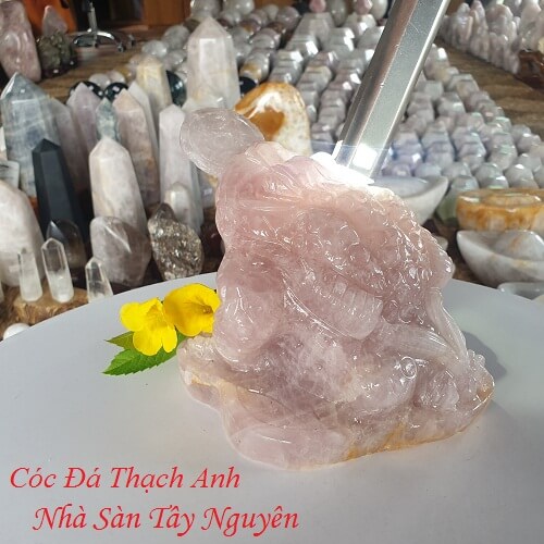 Pink Quartz Toad - Nha San Tay Nguyen