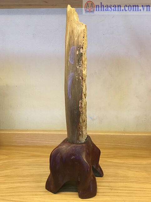 Fossil wood - GHT16.1