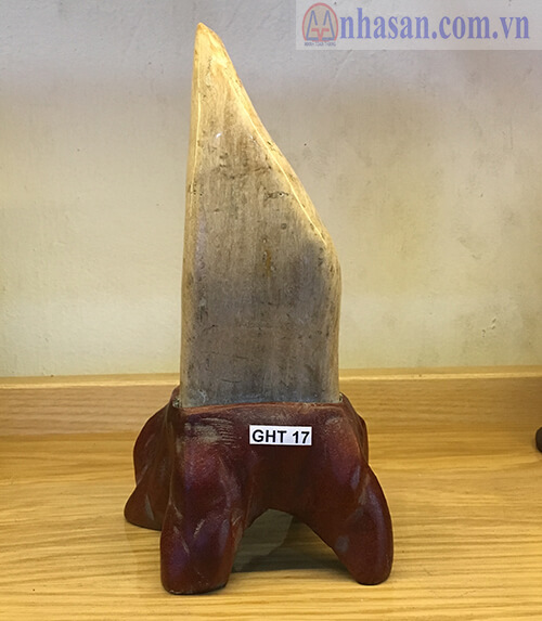 Petrified Wood-GHT17