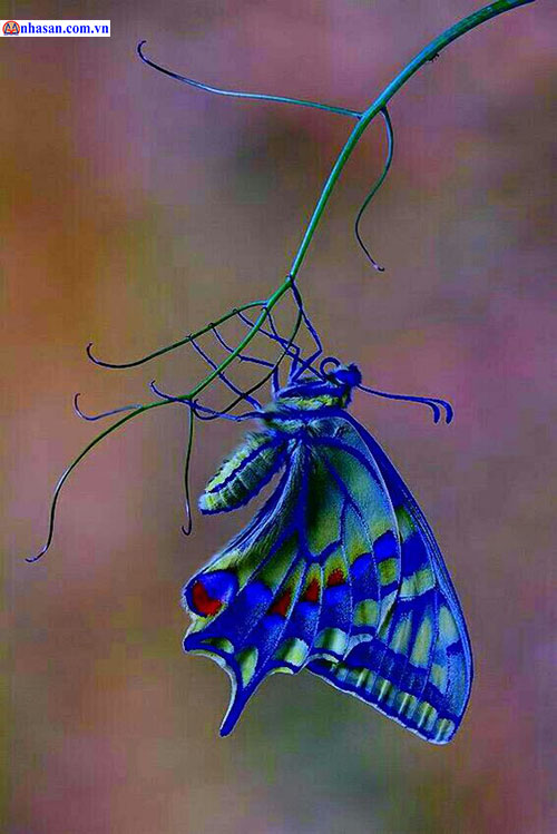 Bướm bay vào nhà - quý nhân mang tài lộc