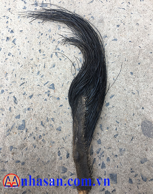 Cách Kiểm Tra Lông Đuôi Voi Cách Kiểm Tra Lông Đuôi Voi