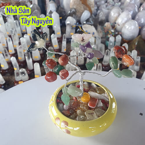 Cây Đá Ngũ Sắc