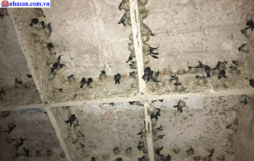 Chim yến làm tổ phát tài lộc