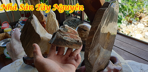 Natural Fossil Wood Stone