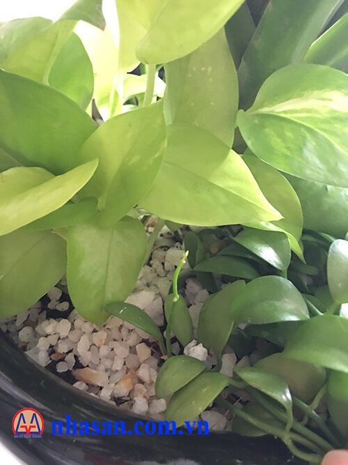 Đá thạch anh rải chậu cây