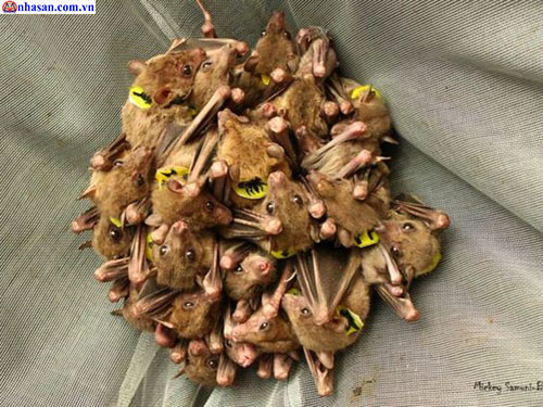 Dơi vào nhà làm tổ phát tài lộc