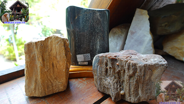 Gỗ hóa thạch là gì? Những thông tin cần biết về gỗ hóa thạch